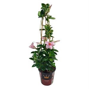 Bild von Kp19 Sundaville Piramide Cream